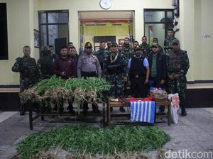Polisi dan TNI Tangkap Bandar Ganja Beratribut OPM di Wamena
