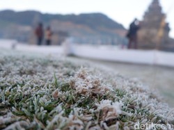 Wow! Ini Dieng Rasa New Zealand Wow! Ini Dieng Rasa New Zealand