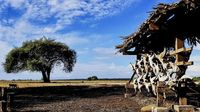 Menikmati Keindahan Alam di Baluran Africa Van Java