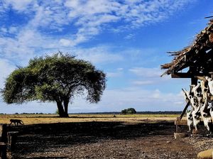 Menikmati Keindahan Alam di Baluran Africa Van Java