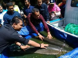 Sebelum Dimusnahkan, Ikan Aligator Sitaan Dipamerkan di Ciamis