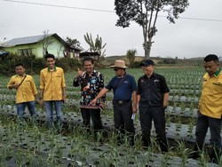 Kementan Klaim Produksi Bawang di Sumbar Naik Pesat