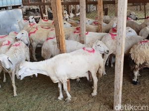 Potret Pasar Kakiyah Mekah, Tempat Berburu Kambing untuk Bayar Dam
