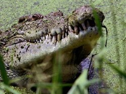 Kisah Tentara Jepang vs Buaya Pulau Ramree, Manusia Tewas Dibantai