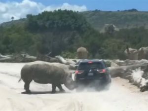 Duh! Ada Badak Seruduk Mobil di Taman Safari Meksiko