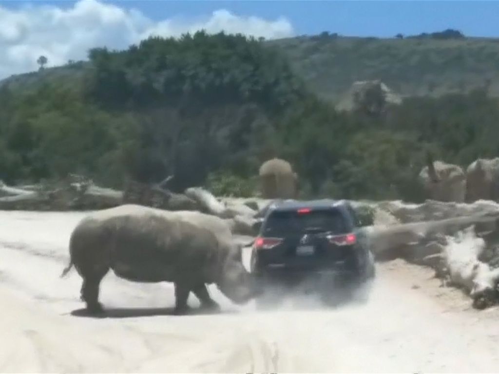 Duh! Ada Badak Seruduk Mobil di Taman Safari Meksiko Duh! Ada Badak Seruduk Mobil di Taman Safari Meksiko