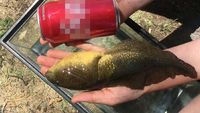 Viral Kecebong Sebesar Telapak Tangan, Diduga Karena Gangguan Hormon