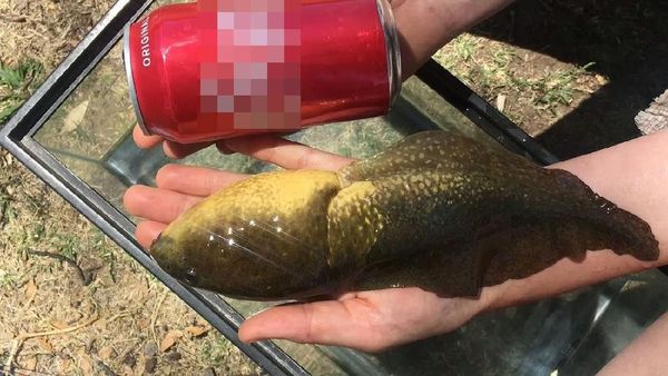 Viral Kecebong Sebesar Telapak Tangan, Diduga Karena Gangguan Hormon