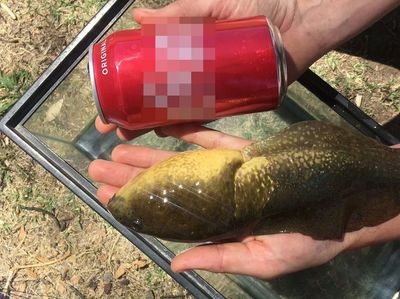Viral Kecebong Sebesar Telapak Tangan, Diduga Karena Gangguan Hormon