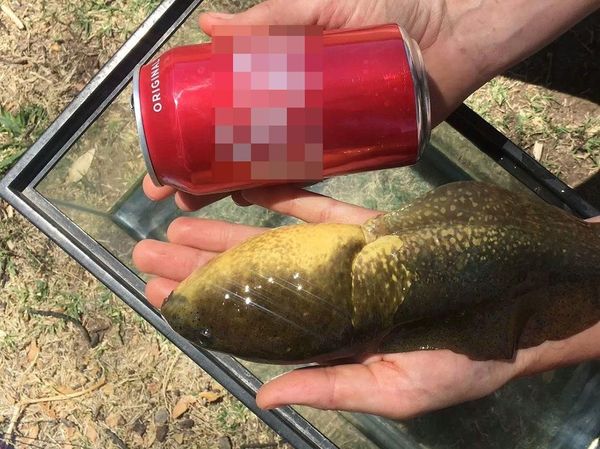 Viral Kecebong Sebesar Telapak Tangan, Diduga Karena Gangguan Hormon