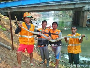 Sanca 3 Meter Kagetkan Petugas Saat Bersihkan Kali Pesanggarahan