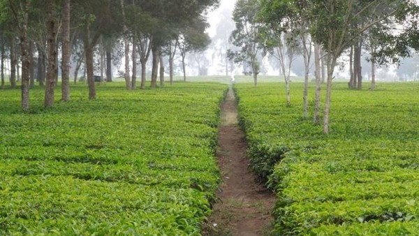 kebun teh malabar