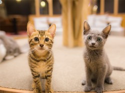 Kucing Tertib! Mau Nyeberang Aja Nunggu Lampu Hijau Dulu Loh