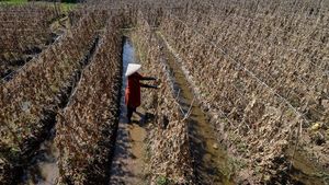 Kekeringan, Petani Terancam Gagal Panen