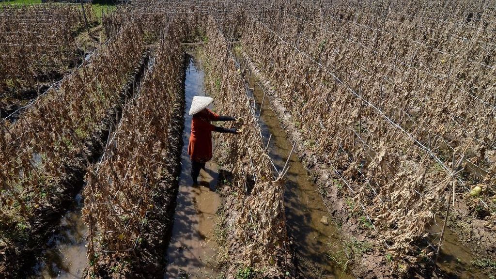 Kekeringan, Petani Terancam Gagal Panen Kekeringan, Petani Terancam Gagal Panen
