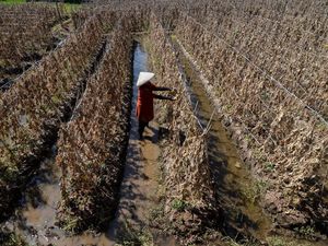 Kekeringan, Petani Terancam Gagal Panen