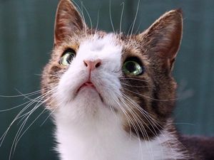 Hai Monty! Potret Kucing Menggemaskan dengan Kelainan Kromosom