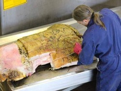 Mengintip Proses Pengawetan Kerangka Ikan Paus di Australia Selatan