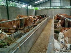 Jelang Idul Adha, Kebutuhan Hewan Kurban di Ciamis Aman