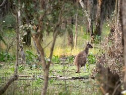 Seribu Kanguru Liar di Tasmania Terancam Dimusnahkan