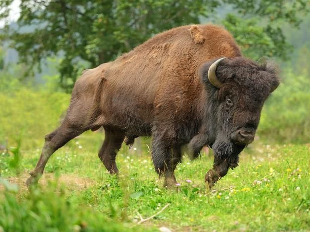 Ngeri! Dalam Dua Hari, Dua Turis Diseruduk Bison di Yellowstone Ngeri! Dalam Dua Hari, Dua Turis Diseruduk Bison di Yellowstone