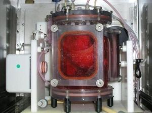 Paru-paru Organik Buatan Berhasil Ditransplantasi ke Babi