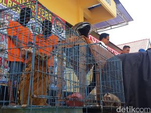 Cita-cita Bikin Mini Zoo, Pria di Pacitan Berurusan dengan Polisi