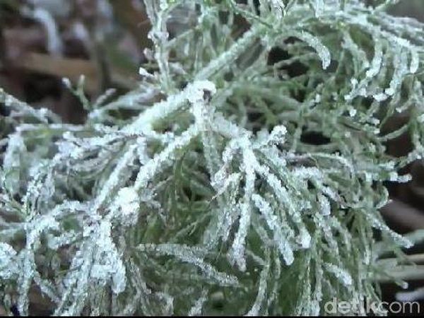 Foto: Embun Es di Gunung Bromo