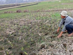 Kekeringan di Garut, Belasan Hektare Sawah Terancam Gagal Panen