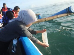 30 Ribu Benih Lobster Selundupan Dilepas Kembali di Kampung Susi