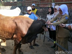 Satgas Mulai Pasang Kalung Sehat Hewan Kurban di Bandung