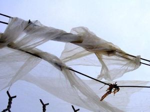 Ternak di Utara Adelaide Terancam Mati Makan Sampah Plastik