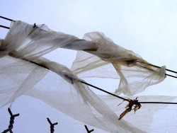 Ternak di Utara Adelaide Terancam Mati Makan Sampah Plastik