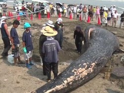 Paus Biru Ditemukan Mati Terdampar di Pantai Jepang