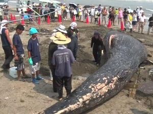 Paus Biru Ditemukan Mati Terdampar di Pantai Jepang Paus Biru Ditemukan Mati Terdampar di Pantai Jepang