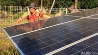 Ini Lho Kebun Matahari di Pulau Genting Karimunjawa