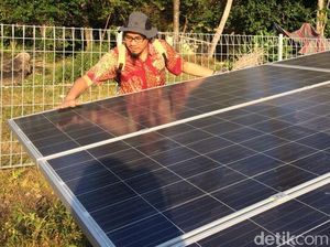 Ini Lho Kebun Matahari di Pulau Genting Karimunjawa Ini Lho Kebun Matahari di Pulau Genting Karimunjawa