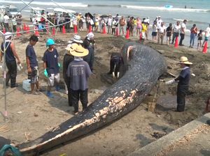 Paus Raksasa Mati Terdampar di Pantai California