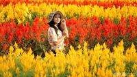 Taman Bunga Magelang Ala Keukenhof