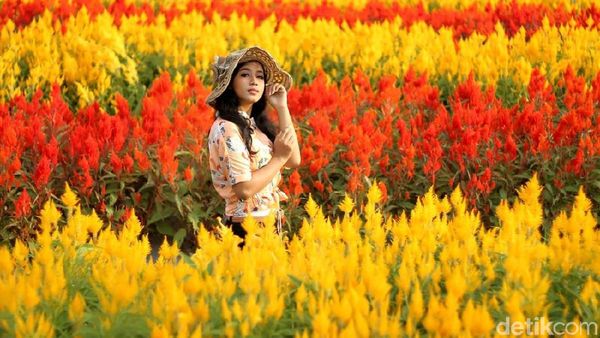 Taman Bunga Magelang Ala Keukenhof
