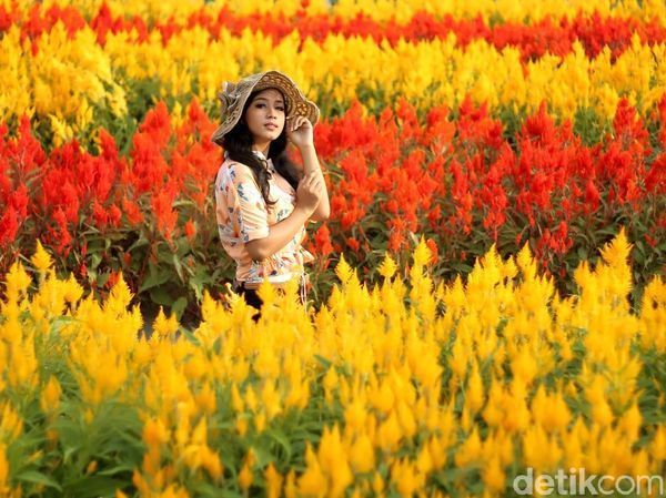Taman Bunga Magelang Ala Keukenhof