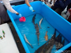 Ikan-ikan Berbahaya di Yogyakarta Dimusnahkan