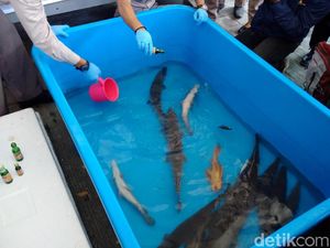 Ikan-ikan Berbahaya di Yogyakarta Dimusnahkan Ikan-ikan Berbahaya di Yogyakarta Dimusnahkan