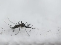 5 Penyakit Mematikan yang Bisa Ditularkan Gigitan Nyamuk