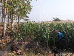 Semburan Air Berpasir yang Gegerkan Ngawi Sempat Berhenti