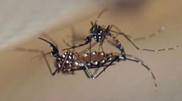 Kenalkan OX513A, Nyamuk Mutan Baik yang Membawa Gen Bakteri dan Virus