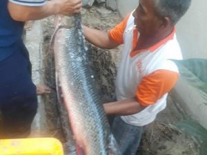 DKP Jabar Awasi Jual-Beli Ikan Aligator: Akan Kami Musnahkan
