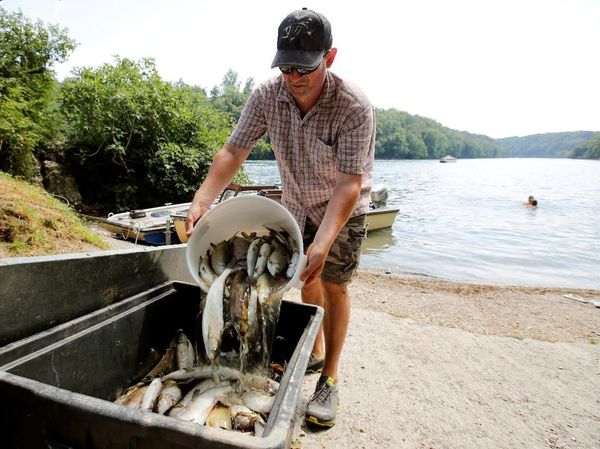 Ganasnya Gelombang Panas di Swiss Bikin 1 Ton Ikan Mati