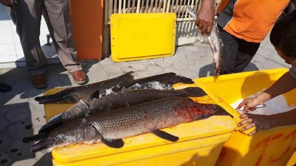 Karena Berbahaya, 18 Ekor Ikan Aligator Dimusnahkan
