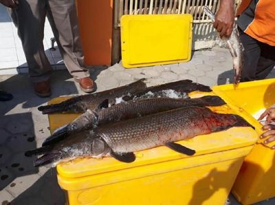 Karena Berbahaya, 18 Ekor Ikan Aligator Dimusnahkan
